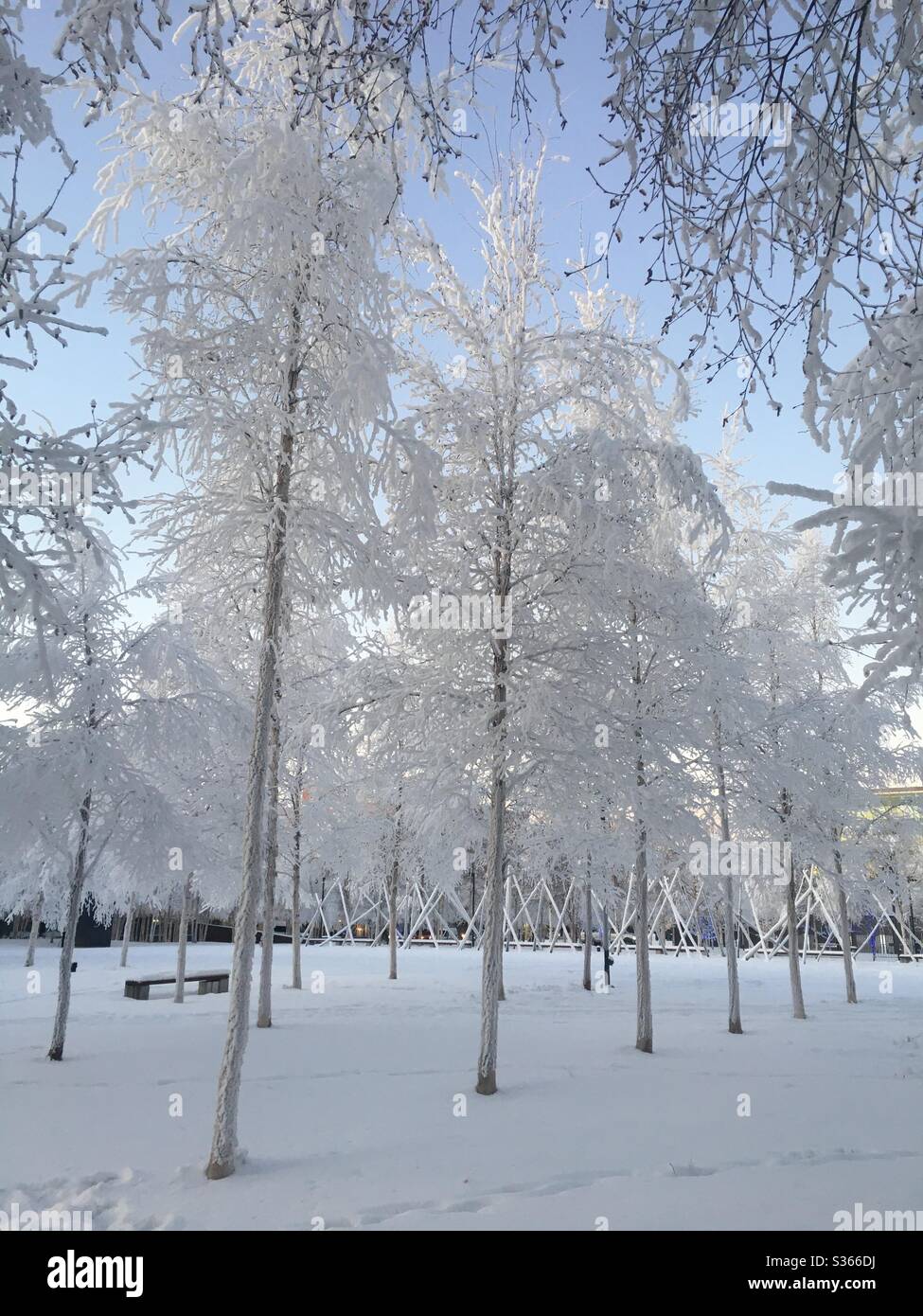 Gefrorene Bäume im Museumspark in Anchorage, Alaska. - Smartphone-aufgenommenes Stockfoto
