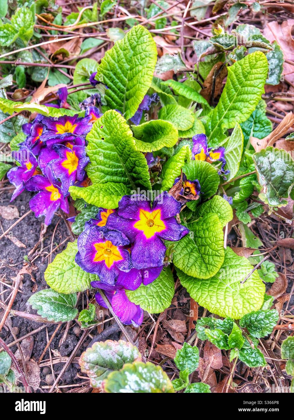 Lila Frühlingsblumen. Stockfoto