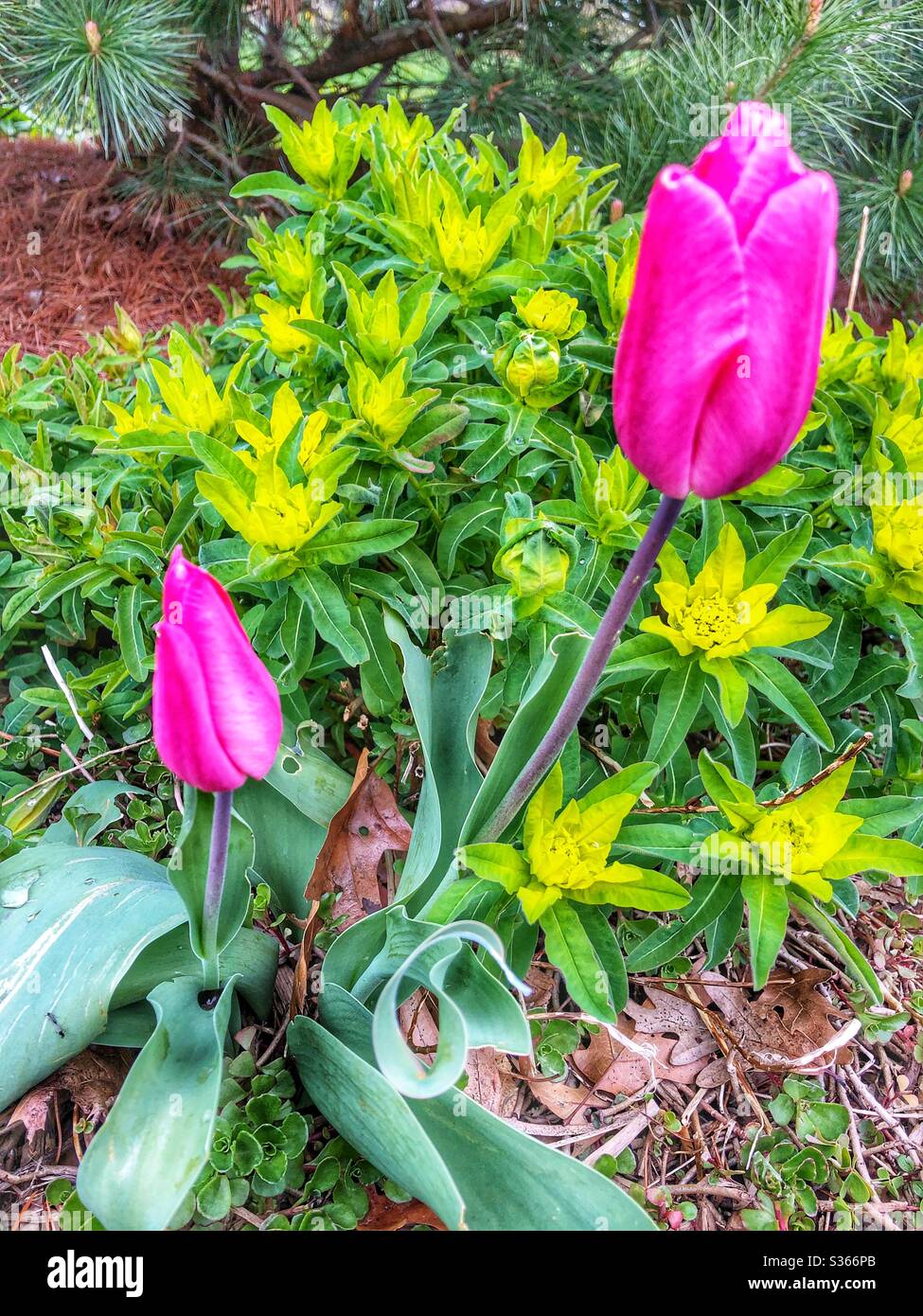Tulpensaison im Frühling. Stockfoto