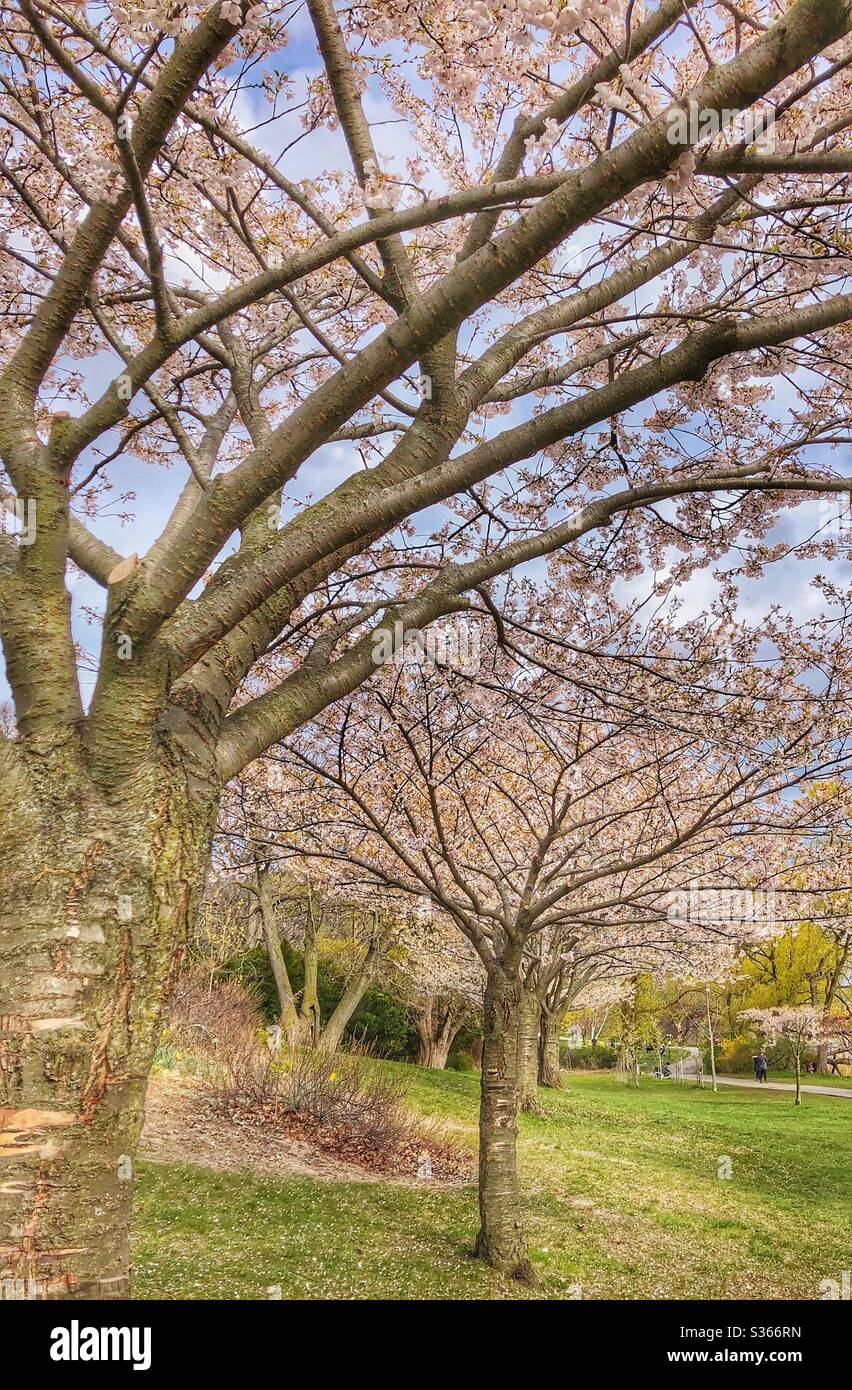 Kirschblütenbäume kurz nach der Blüte. Stockfoto