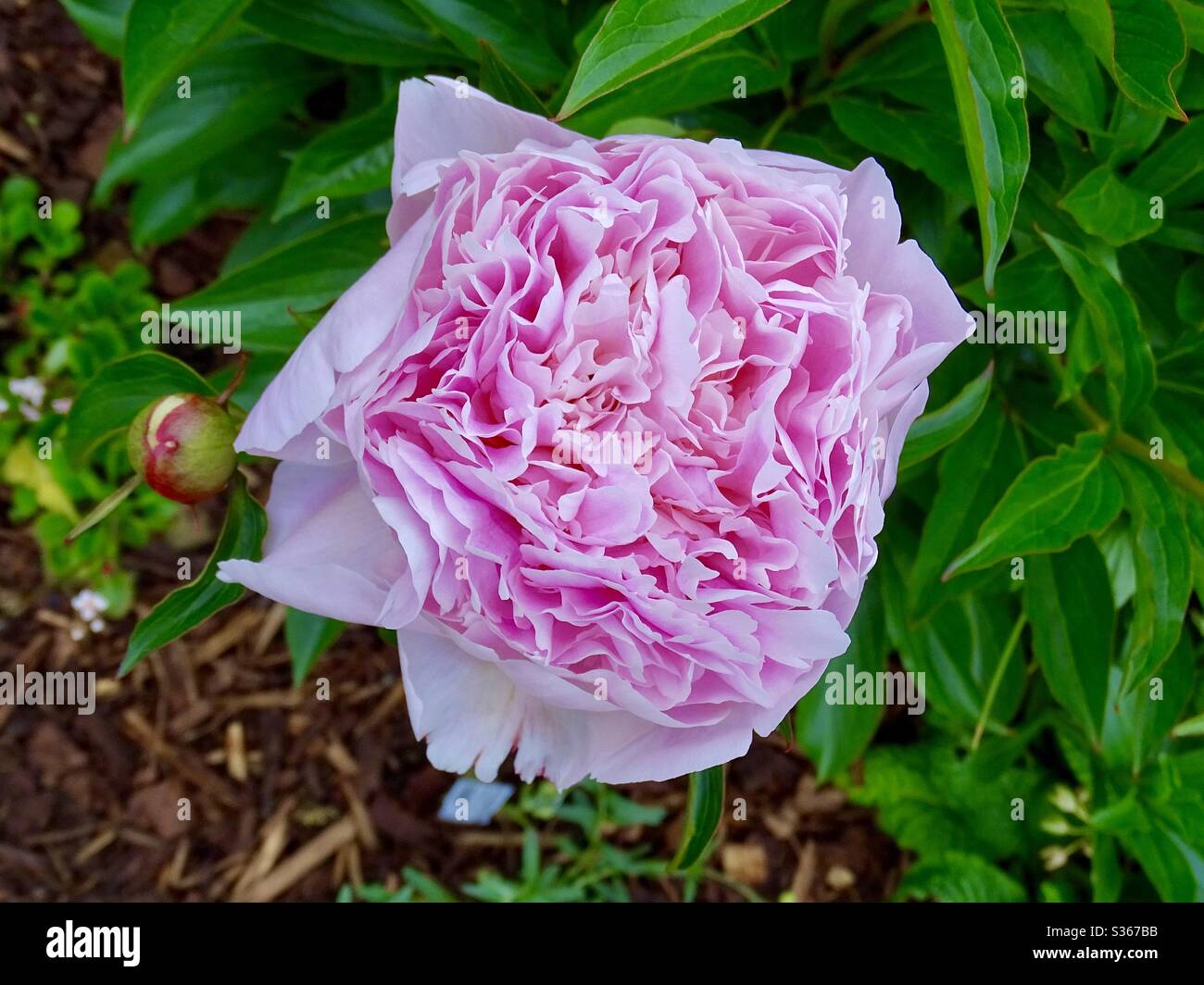 Schöne rosa Pfingstrose Blume im Frühling Stockfoto