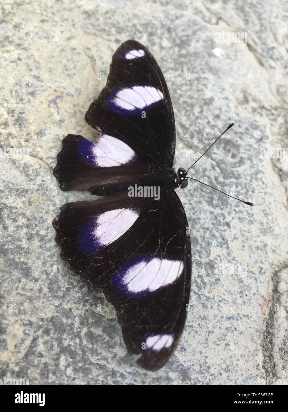 Ein Fang eines Schmetterlings, der nach einem Spaziergang durch die Winde ruht und seine einzigartigen Muster zeigt. Stockfoto