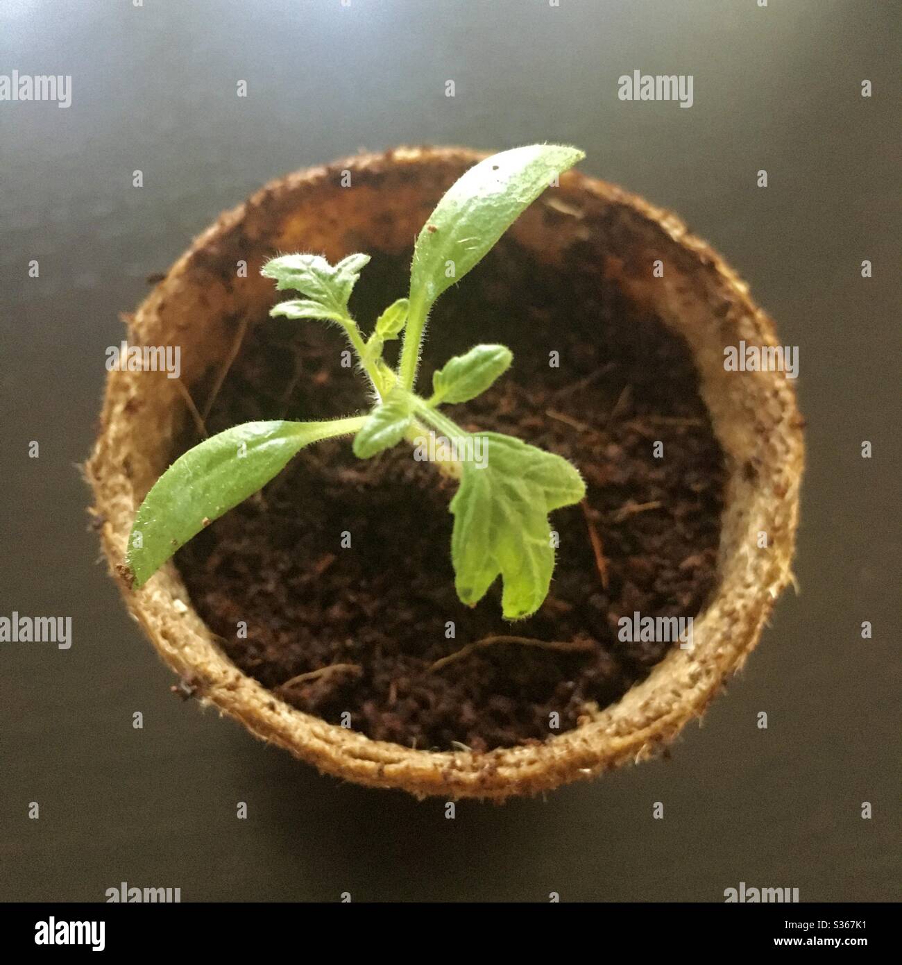 Kirschtomaten-Sämling in Kokosnussschalen in einem biologisch abbaubaren Torf-Papier-Fruchtfleischtopf eingemacht Stockfoto