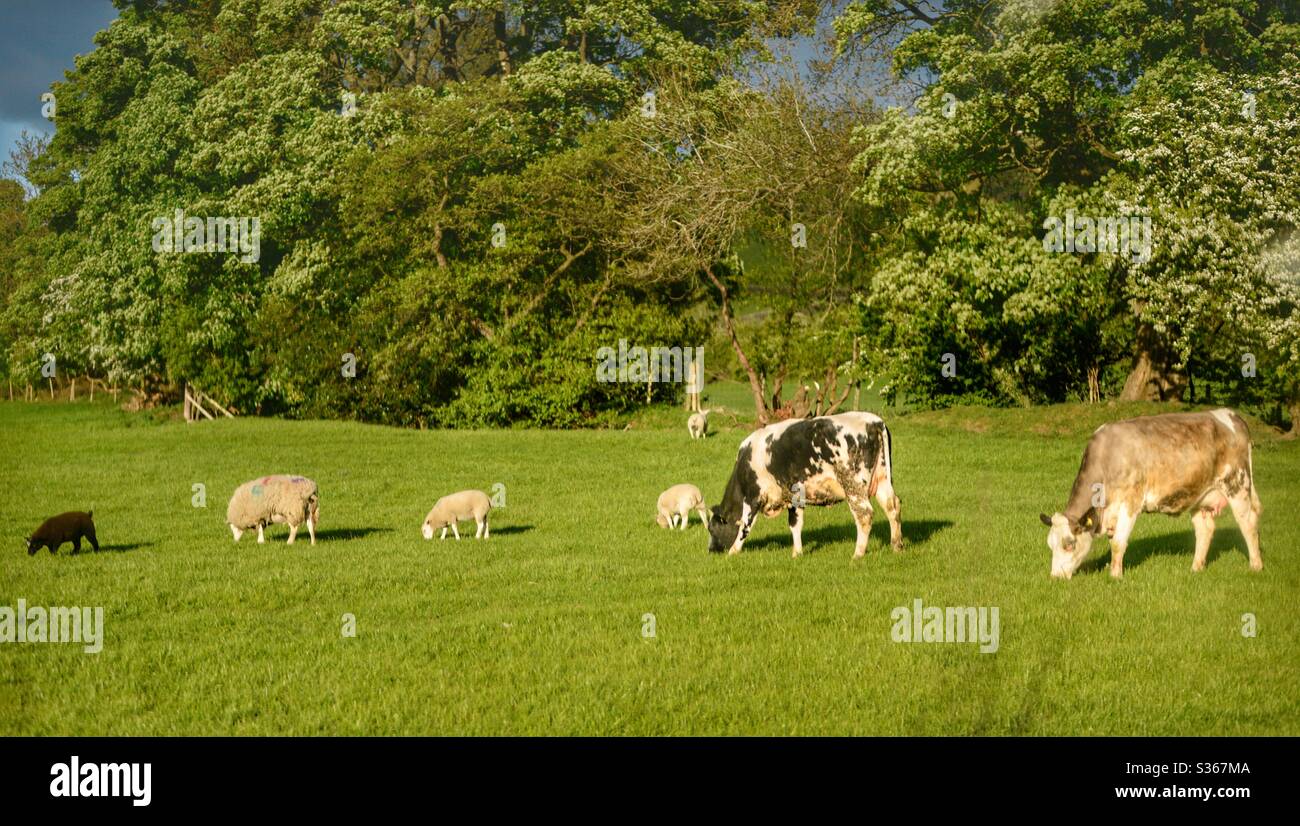 Nutztiere grasen auf einem Feld in Yorkshire England uk Stockfoto