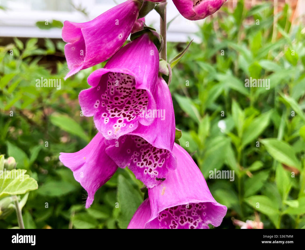 Nahaufnahme von Füchshund-Blumen. Stockfoto