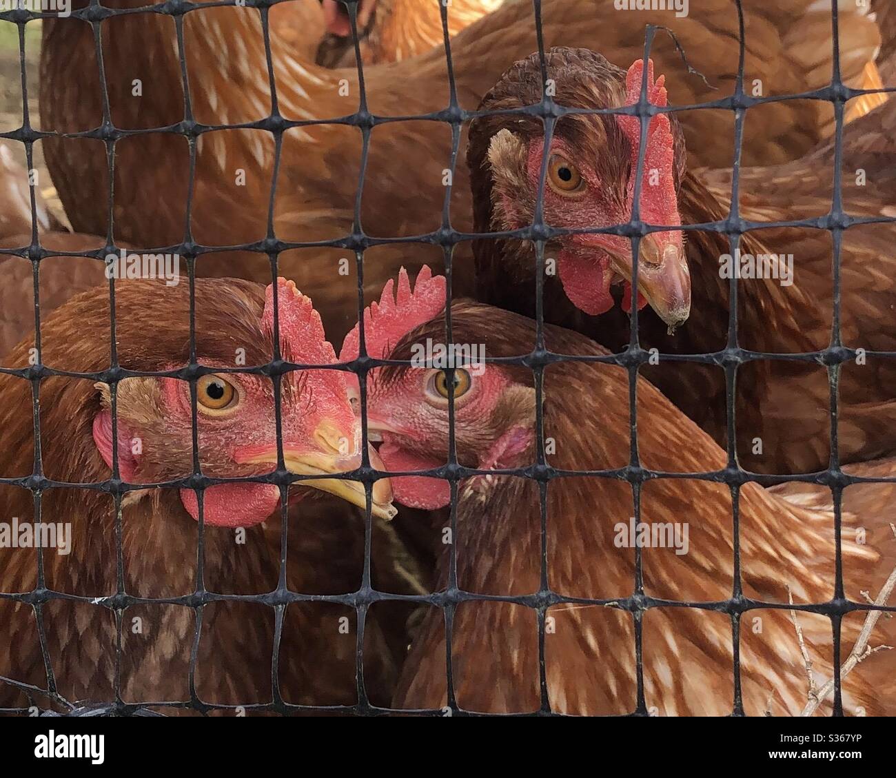 Rote Hühner hinter Zaun Nahaufnahme. Eier legen Hühner auf Bio Pennsylvania Farm. Großer Hintergrund gute Detail Federn und Schnäbel. Stockfoto
