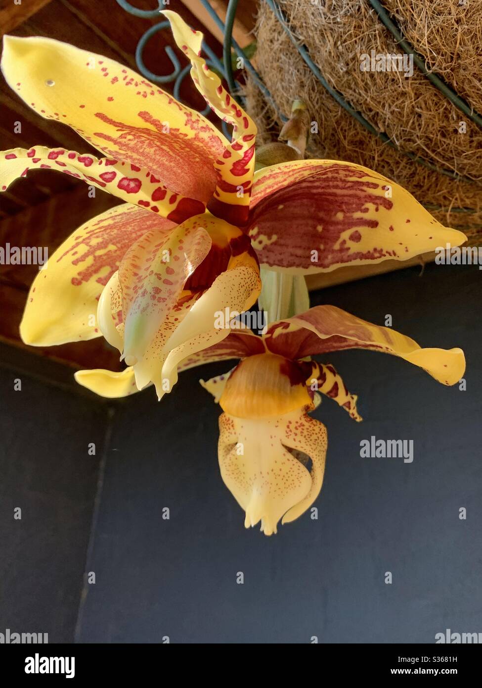 Glorreiche goldgelbe Stanhopea oder kopfüber hängende Orchideenblumen aus dem Korb - Smartphone-aufgenommenes Stockfoto