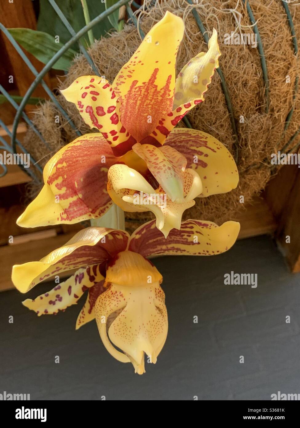 Brillante goldene Stanhopea-Orchideen oder kopfüber hängende Orchideenblumen am Boden des Korbes, subtropischer Garten an der australischen Küste - Smartphone-aufgenommenes Stockfoto