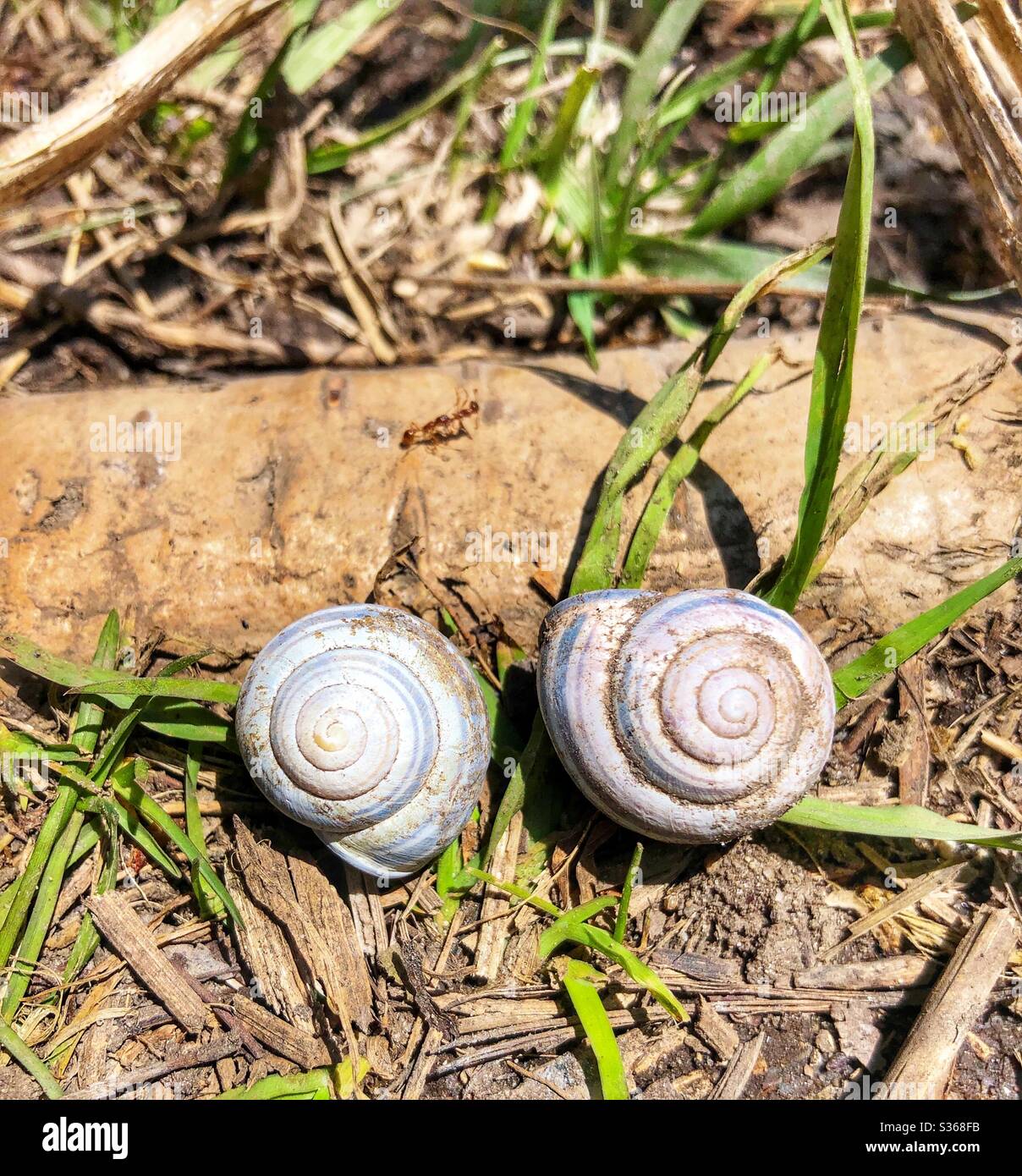 Zwei leere Schneckenschalen. Stockfoto