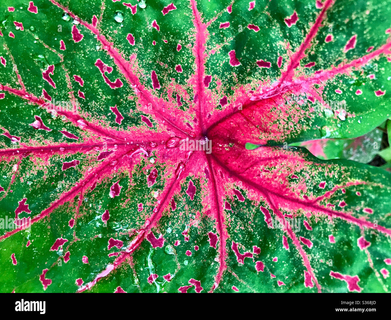 Blatt von Caladium bicolor, Pflanze, die im Herbst und Winter in unserem Garten wächst Stockfoto