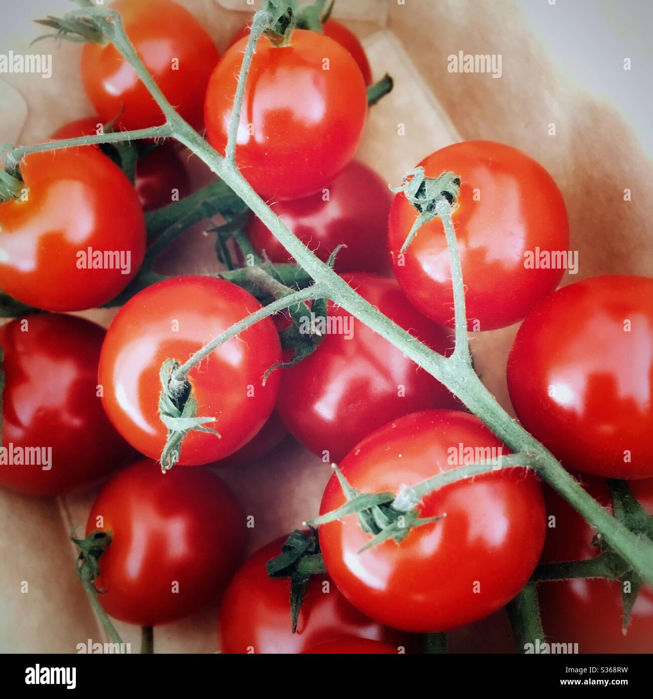 Ein Nahaufnahme-Foto von einem Bund frischer Bio-Kirschtomaten auf der Rebe in einem Karton-Außenmaterial. - Smartphone-aufgenommenes Stockfoto