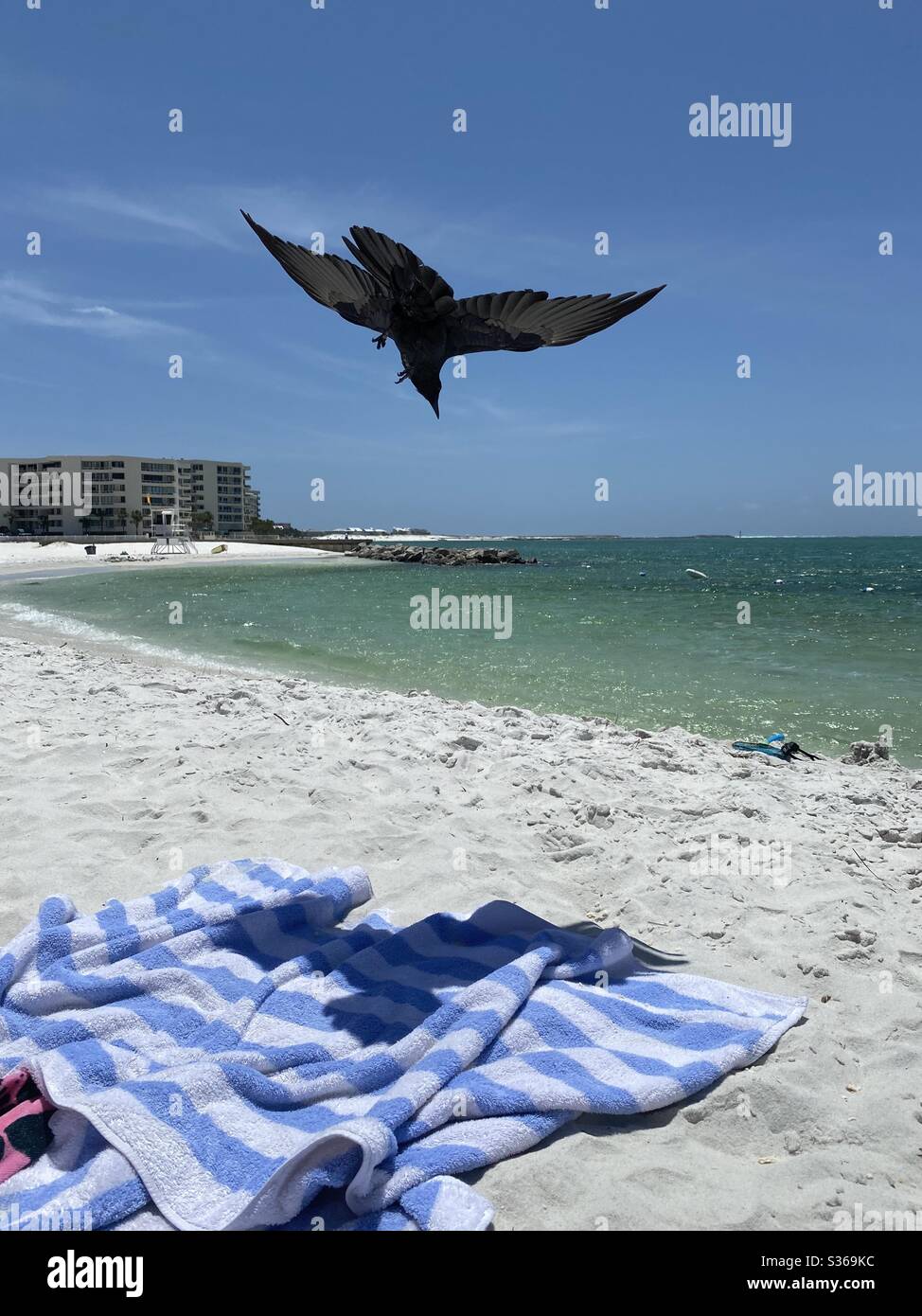 Schwarze Krähe, die am Strand mit Strandhandtüchern und Blick auf das smaragdfarbene Wasser abtaucht Stockfoto
