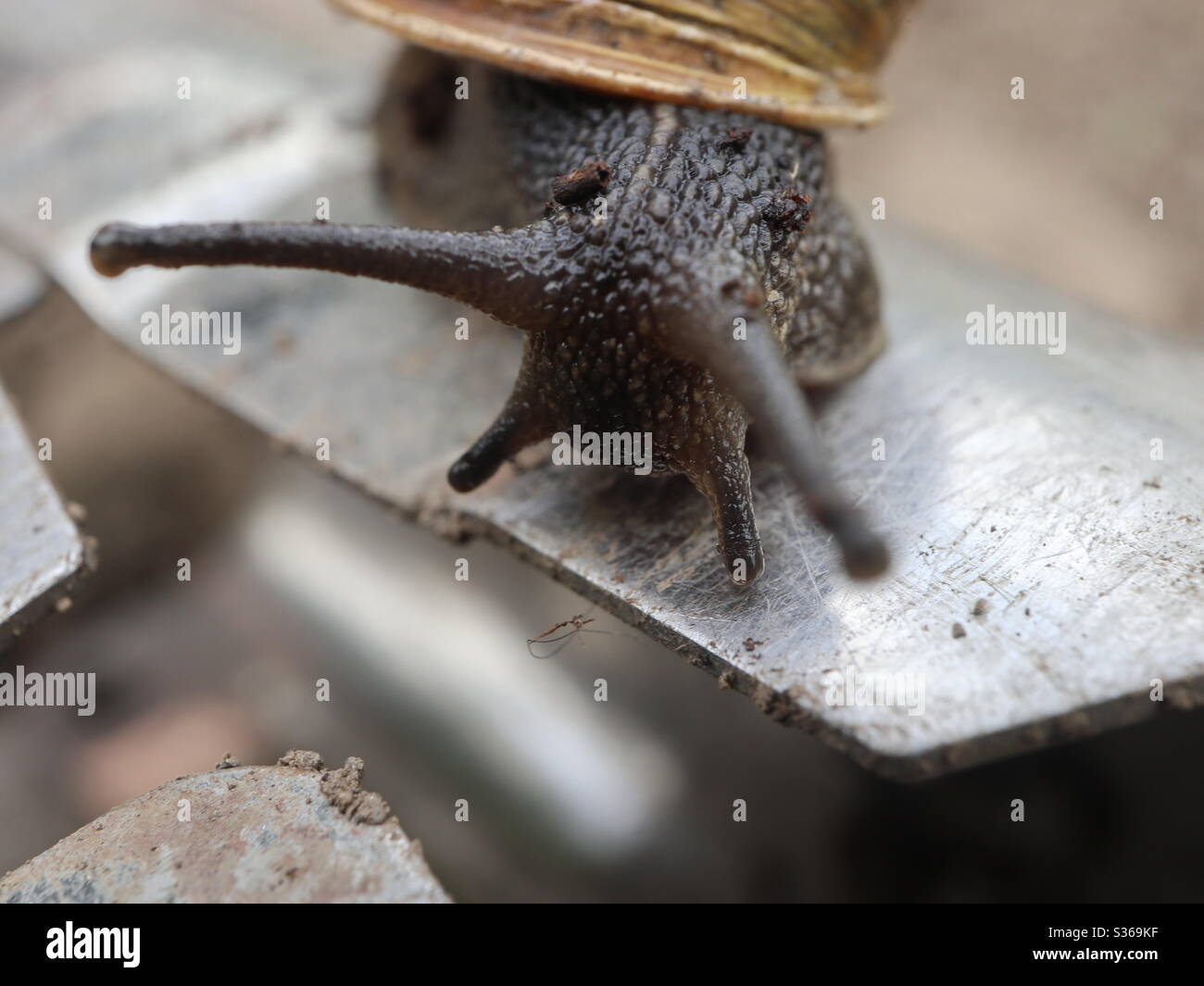 Schnecke am Rande - Smartphone-aufgenommenes Stockfoto