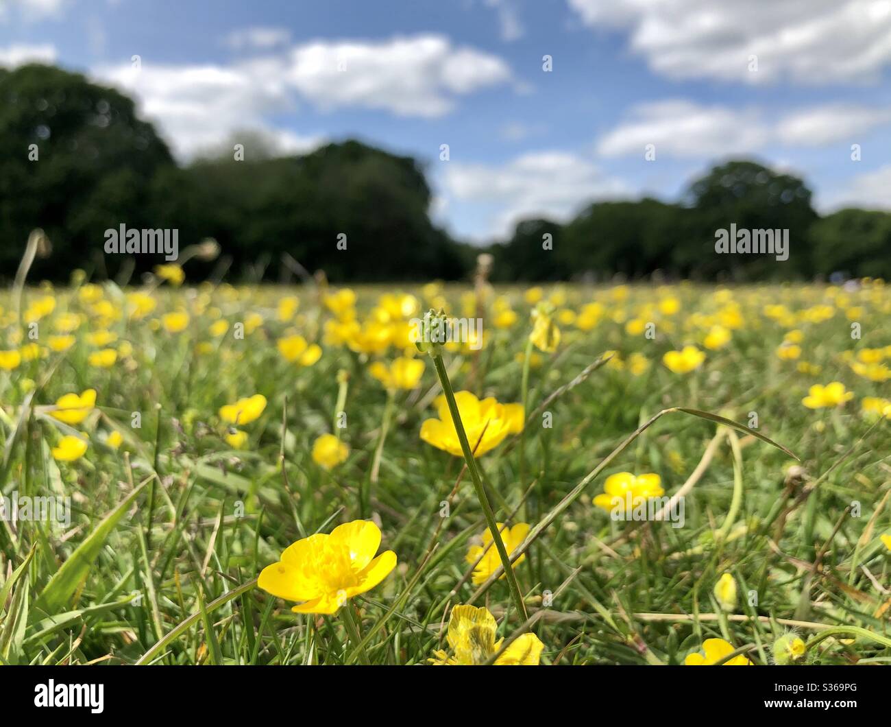 Schmetterling Wildblumenfeld - Smartphone-aufgenommenes Stockfoto