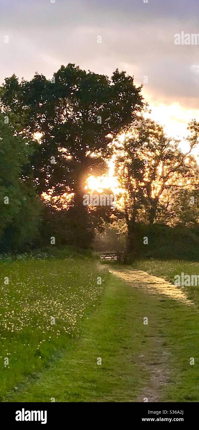 Wiesensonne Stockfoto
