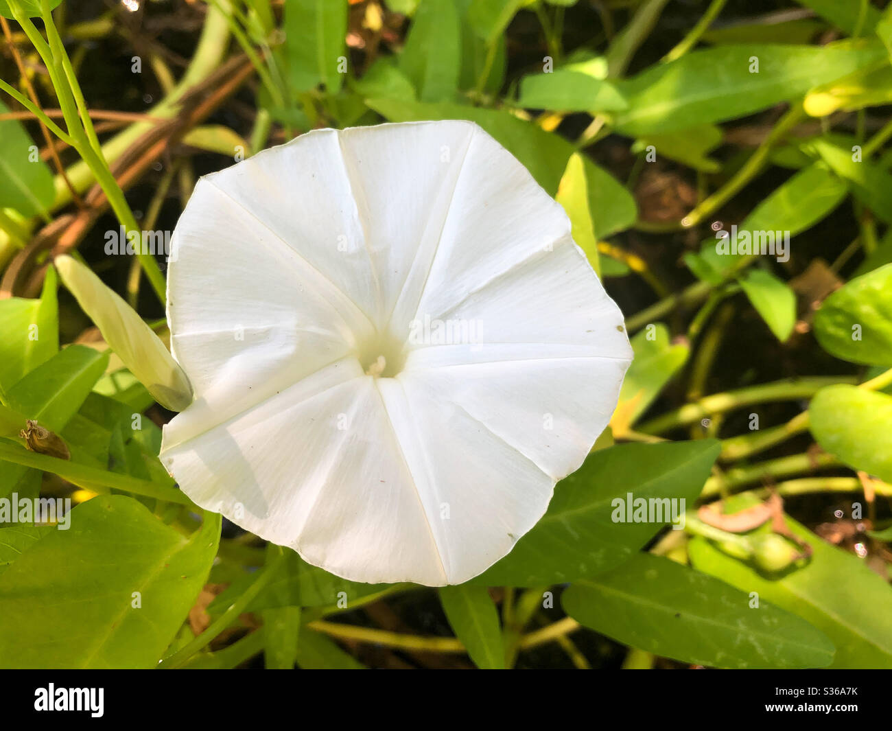 Ipomoea aquatica weiße Blume, auch bekannt als Kangong oder Wasser Spinat Stockfoto