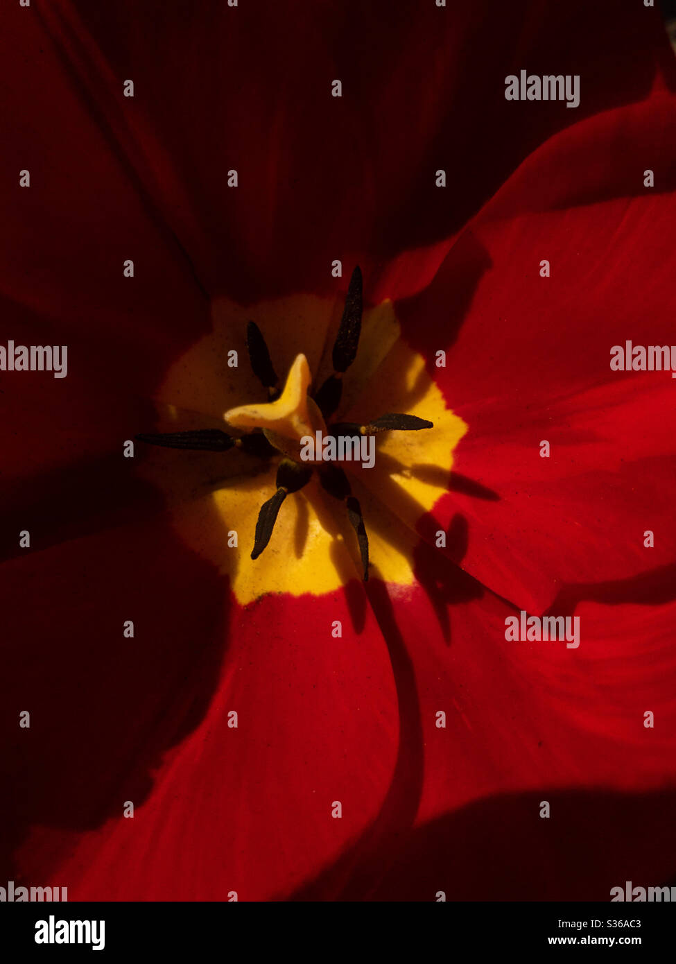 rote Tulpe Blume Stockfoto