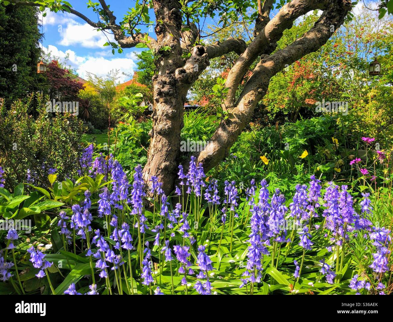 Blumenrand voller Bluebells in einem reifen Garten, England, Vereinigtes Königreich - Smartphone-aufgenommenes Stockfoto