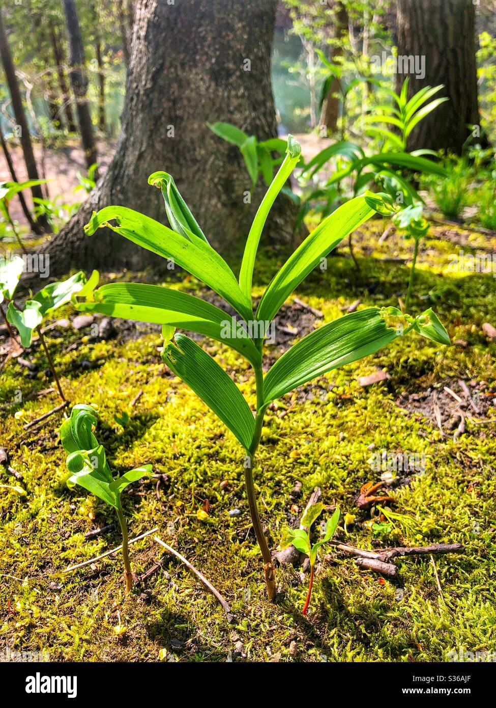 Helles Grün in der Natur. - Smartphone-aufgenommenes Stockfoto