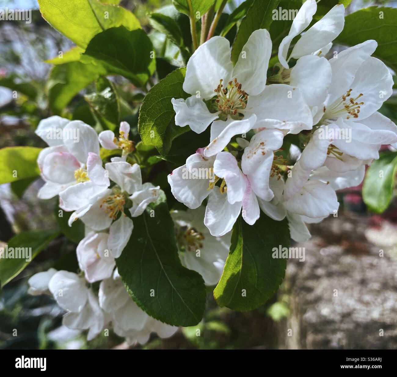 Die Blume des Krabbenapfels Malus Floribunda, ein kleiner langsam wachsender Laubbaum mit einer Fülle von Blüten im April/Mai. - Smartphone-aufgenommenes Stockfoto