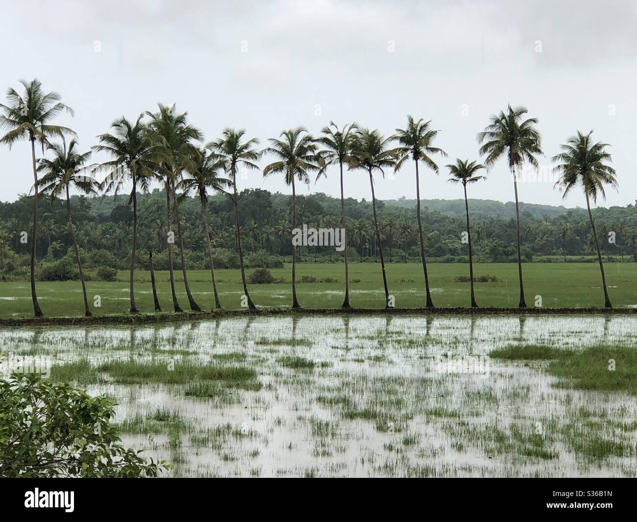 Eine Reihe von Kokospalmen inmitten von überfluteten Reisfeldern in Arambol, Goa, Indien. Goa wurde von Portugal für 451 Jahre und bis 1961 regiert. 18.Mai 2020. Stockfoto