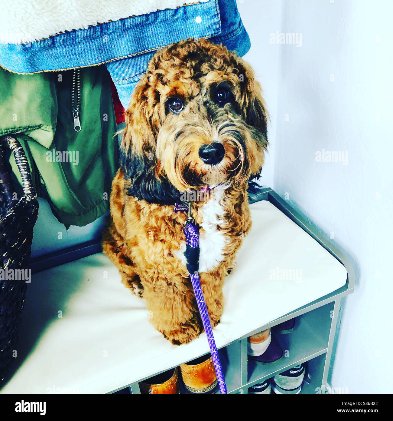 Cockapoo sitzt und wartet auf einen Spaziergang Stockfoto