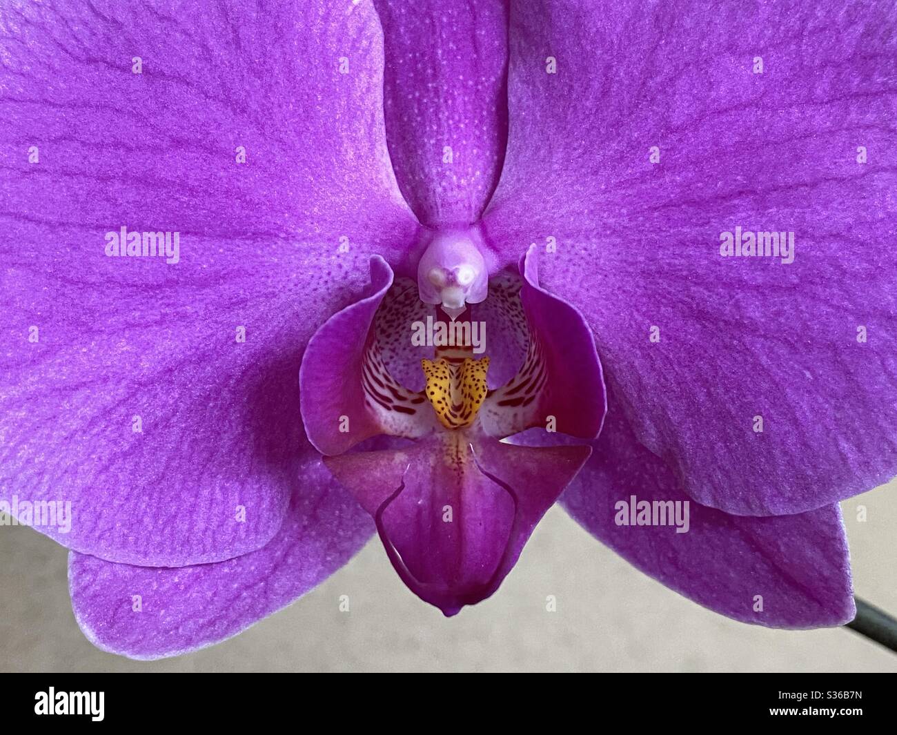 Nahaufnahme der Mitte einer violetten Orchideenblume - Smartphone-aufgenommenes Stockfoto