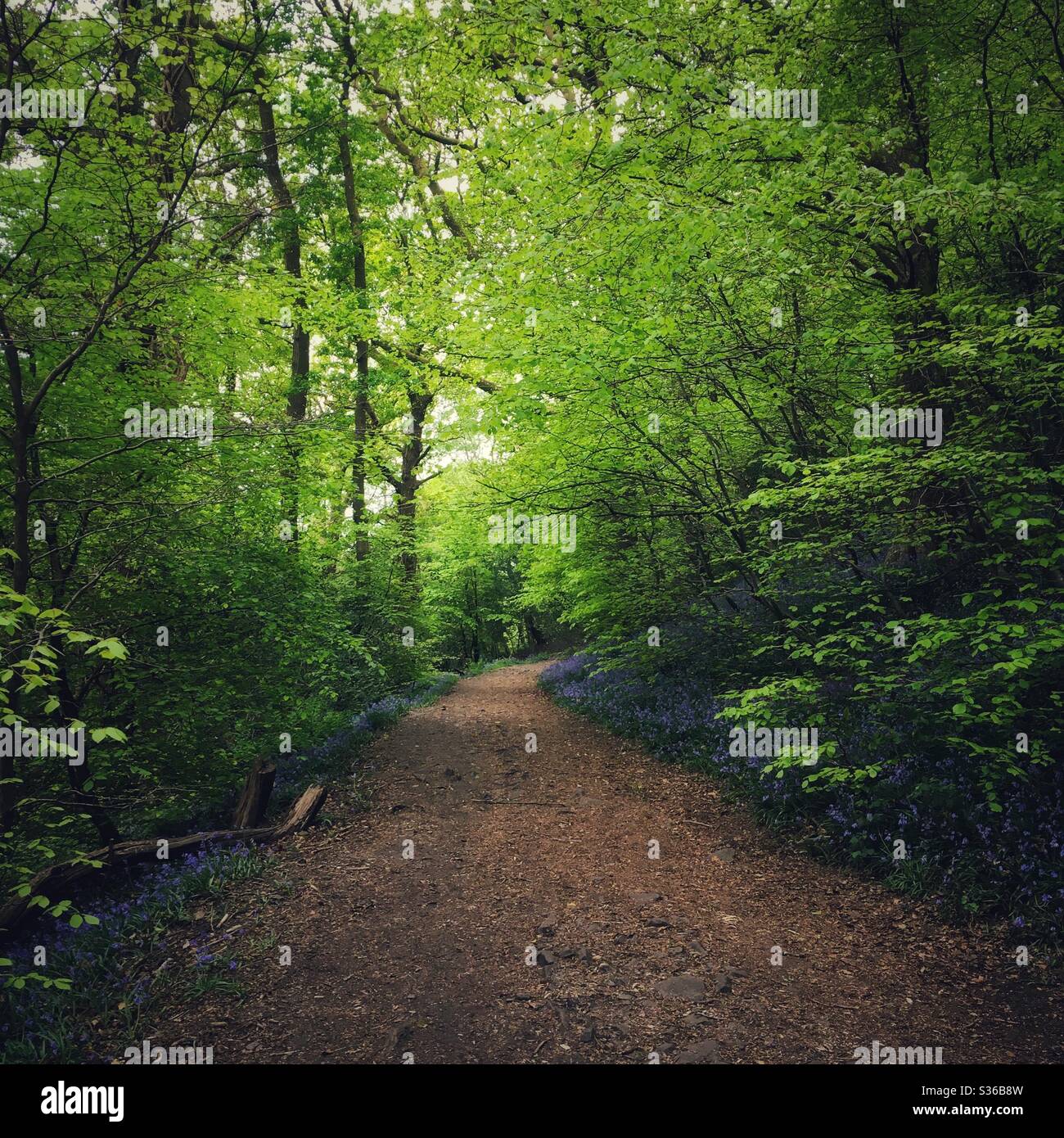 Ein Foto von einem Waldweg. Wunderschöne, leuchtend grüne Blätter und üppiges Laub, ruhige, friedliche Waldwanderung. - Smartphone-aufgenommenes Stockfoto