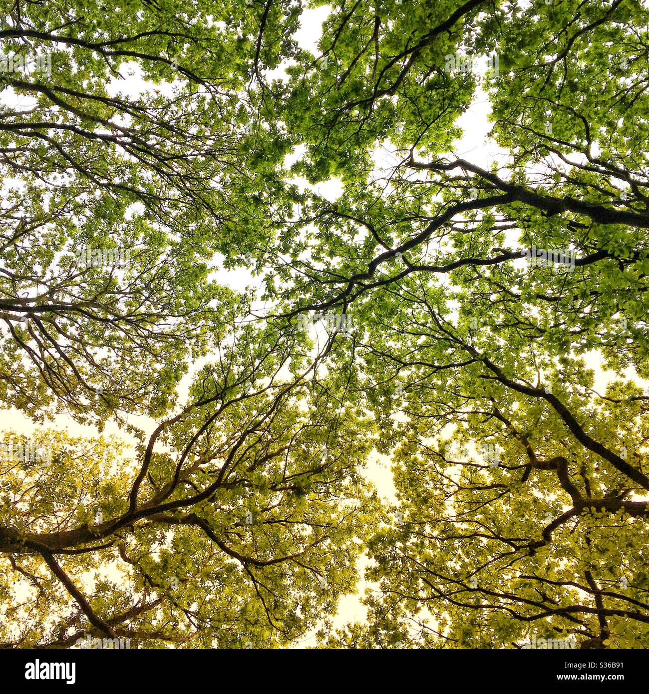 Ein gefiltertes Foto, das in einem Wald nach oben in Richtung Äste voller üppiger Blätter blickt. Lebendige Farben und Sonnenlicht. Grün und gelb, saisonal. Stockfoto