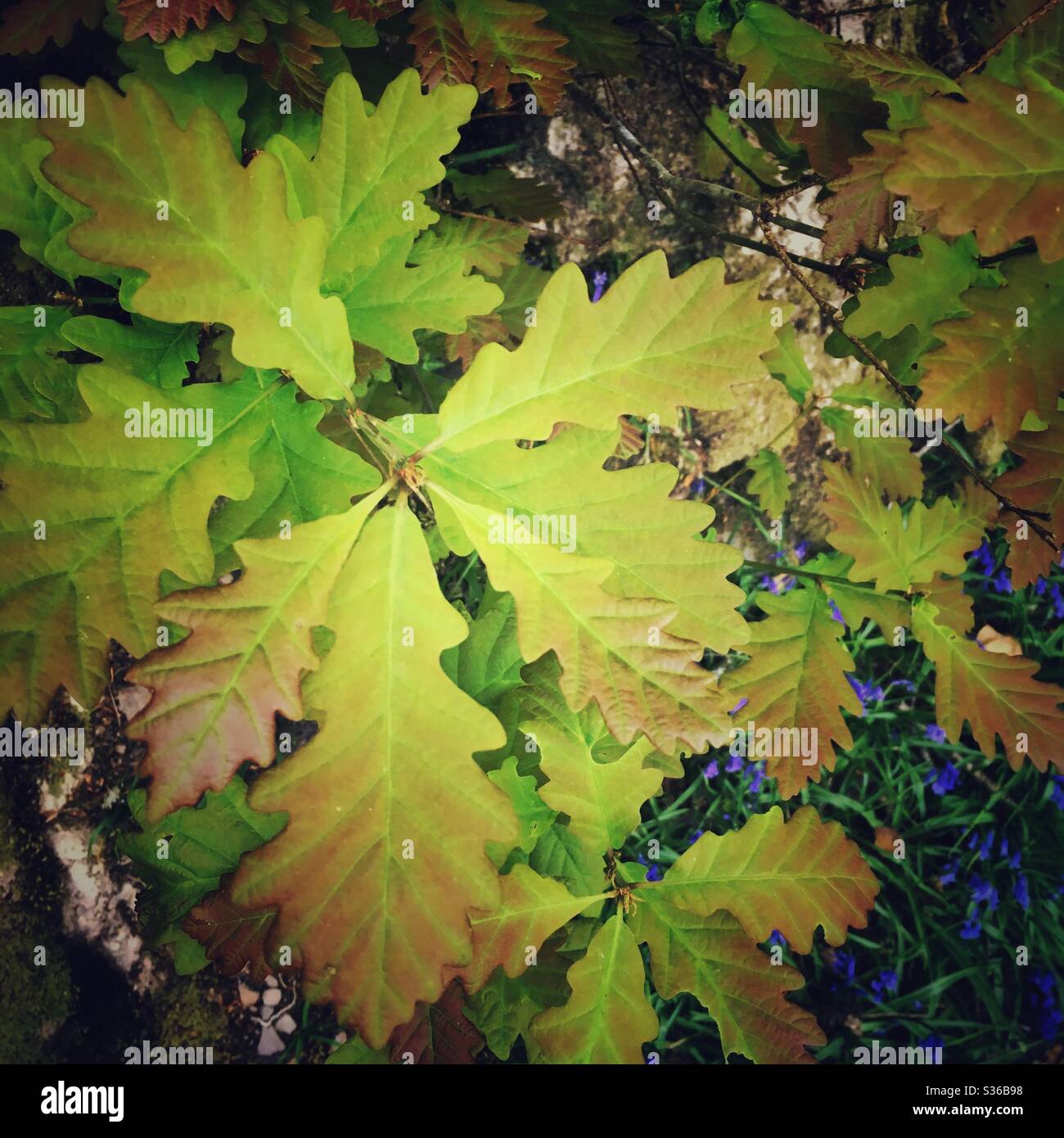 Nahaufnahme eines jungen Eichen-Baumes. Schöne leuchtend grüne und orange Blätter. Natürliche Waldumgebung - Smartphone-aufgenommenes Stockfoto