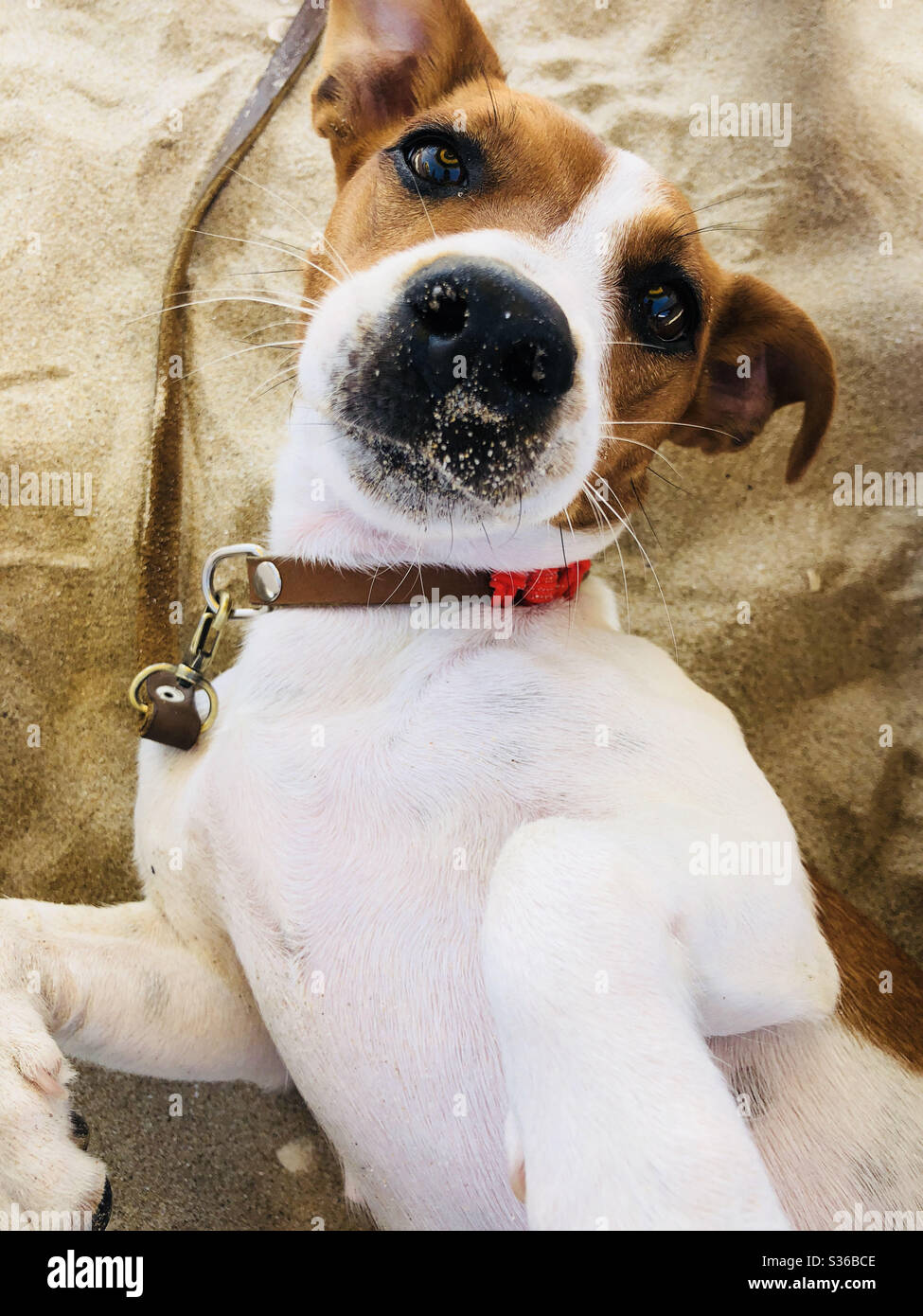 Jack Russell ist faul am Strand Stockfoto