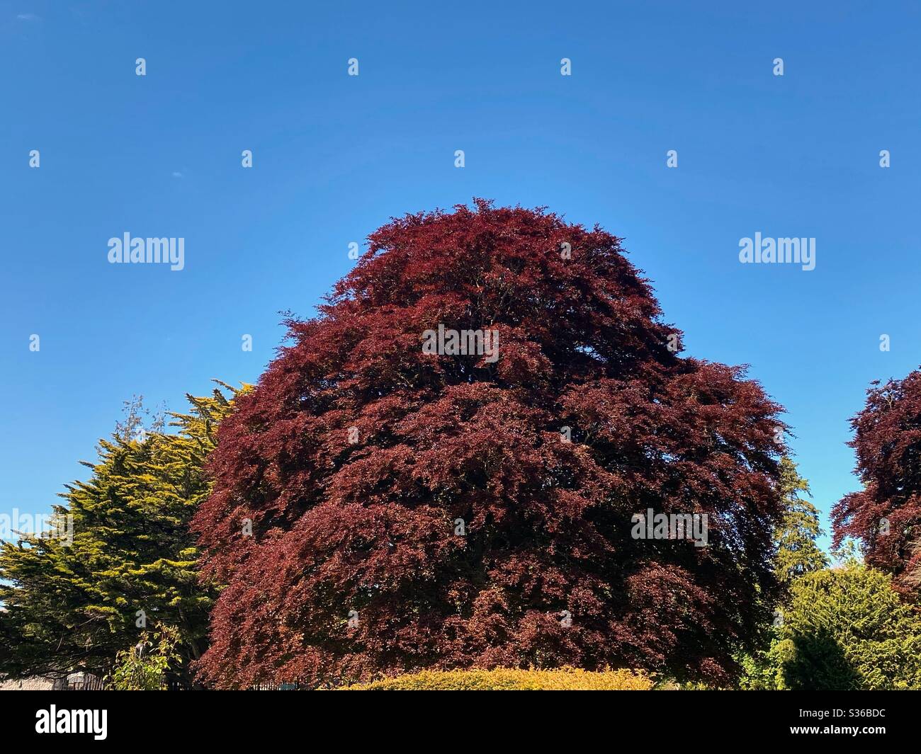 Nahaufnahme eines großen Buchenkupferbaums (fagus sylvatica swat). - Smartphone-aufgenommenes Stockfoto