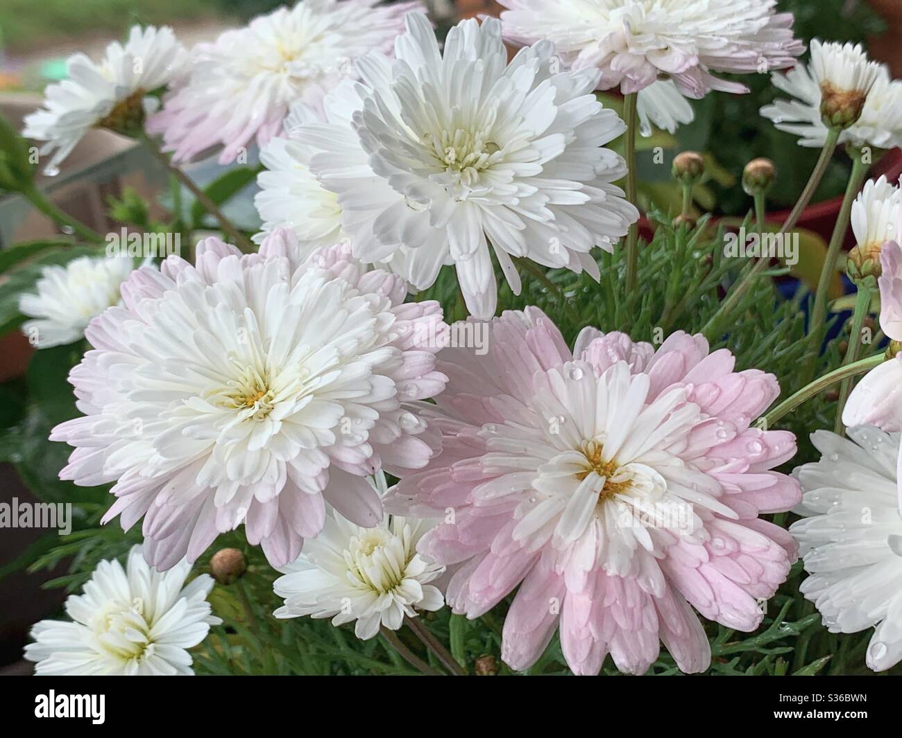 Hübsche rosa und weiße Federation Gänseblümchen blühen im Garten Stockfoto