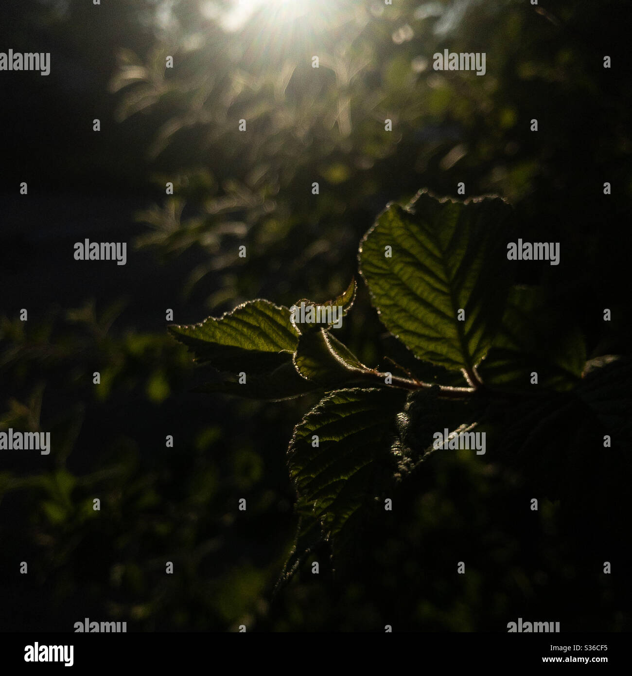 Frischer grüner Sproß von chinesischem Kirschbaum im Gegenlicht Stockfoto