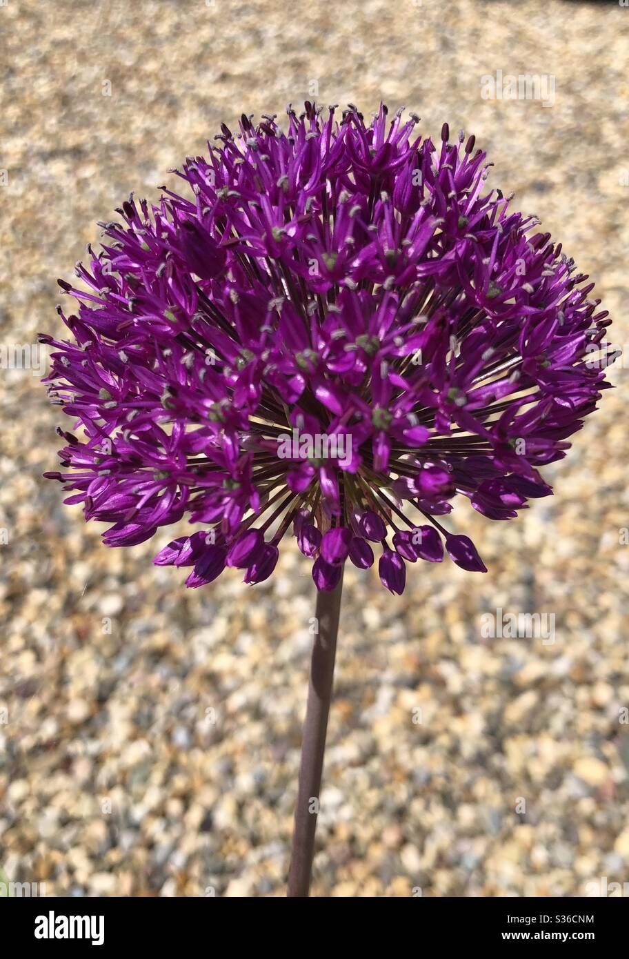 Allium Pflanze mit magentafarbener Blume vor einem Kiesgrund Stockfoto