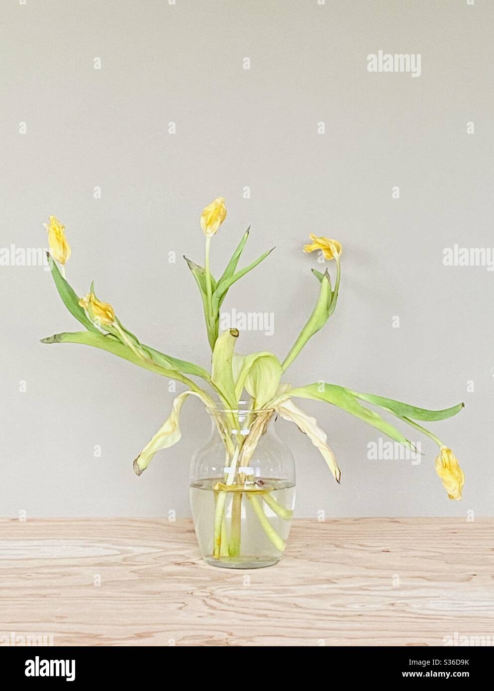 Monochromatisches Foto von gelben Tulpen in einer Glasvase - Smartphone-aufgenommenes Stockfoto