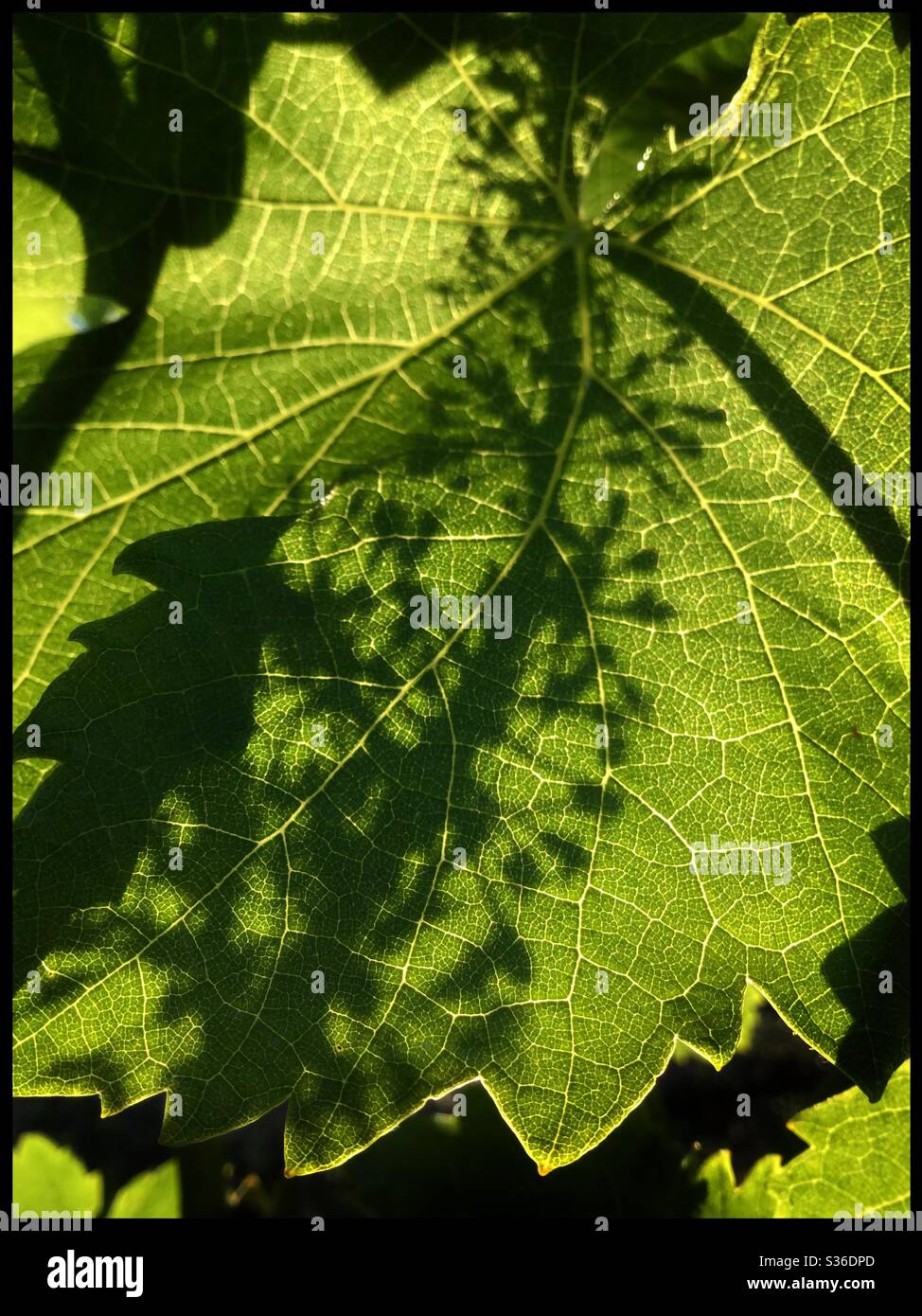 Viognier Weinrebe in Blüte im Weinberg, Katalonien, Spanien. Stockfoto