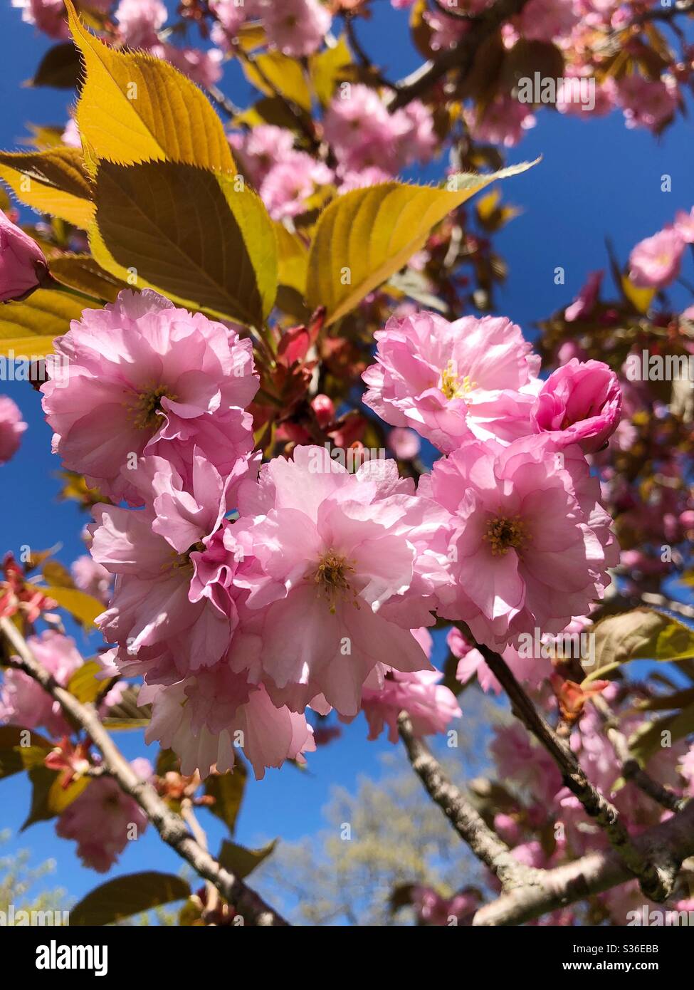 Ein Haufen Frühlingsblüten. Stockfoto