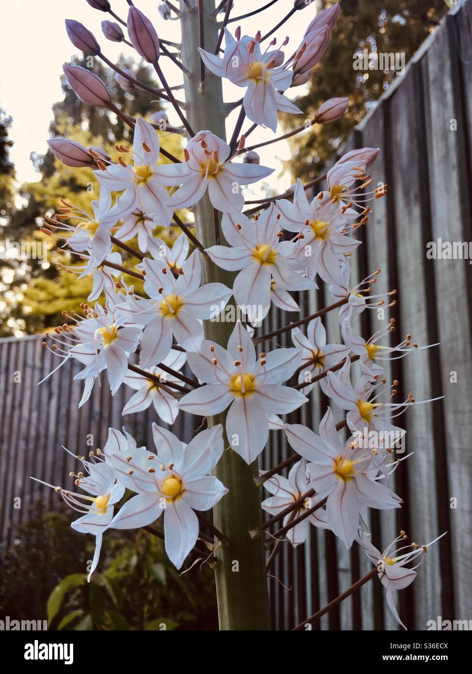 Eremurus Blumen öffnen Stockfoto