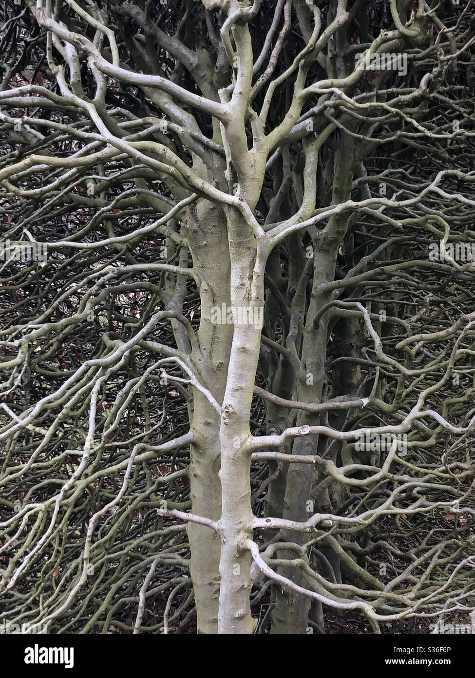 Schöner Baum - Smartphone-aufgenommenes Stockfoto