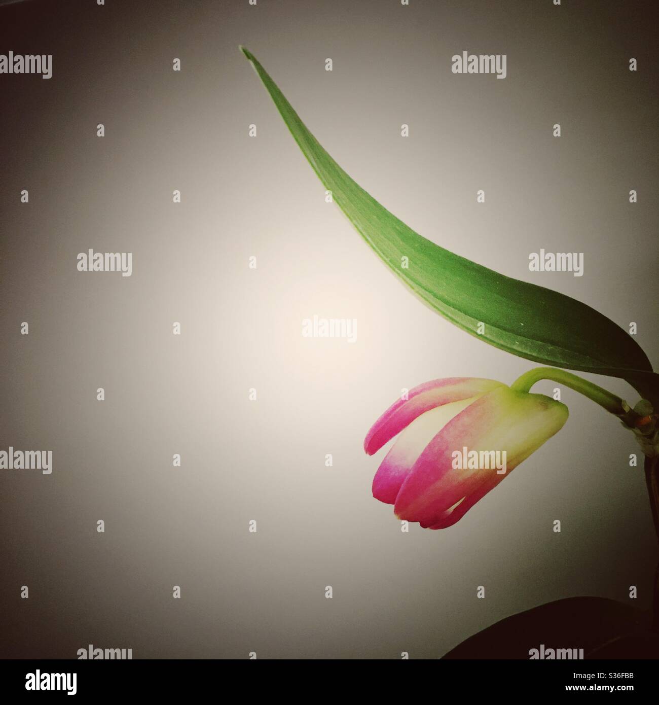 Ein Nahaufnahme von einer Orchideenblüte, wunderschön leuchtendem Pink und Pfirsich vor weißem Hintergrund Stockfoto