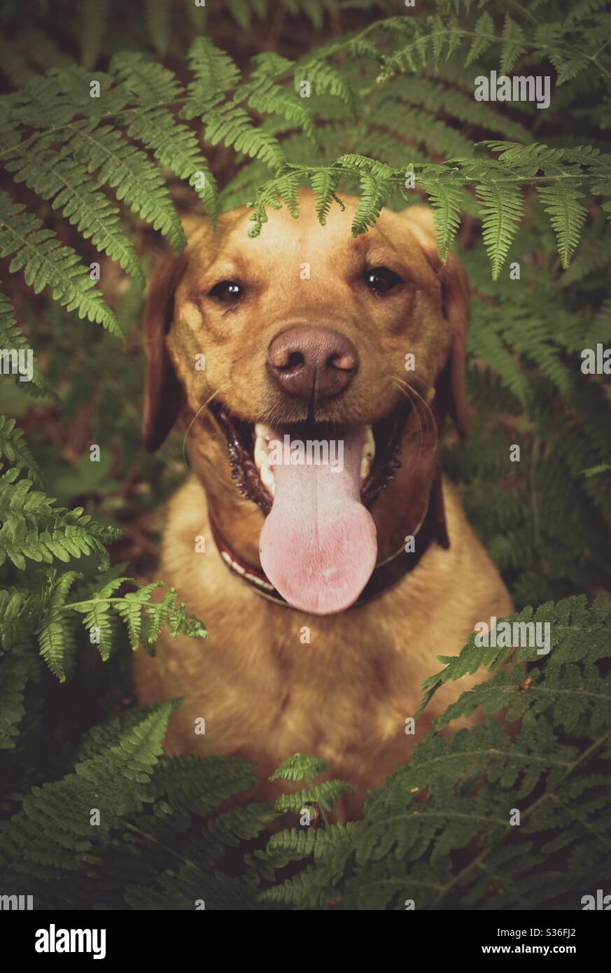 Ein Nahaufnahme-Porträt eines gelben labrador Retriever-Hundes, umgeben von Farnen und Pflanzen, dessen Zunge während eines langen Spaziergangs im Freien hervorsteht - Smartphone-aufgenommenes Stockfoto