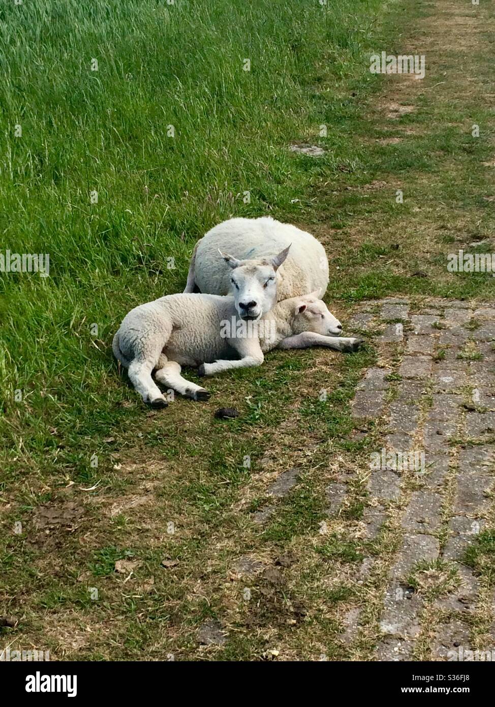Schafe haben ein Nickerchen! Stockfoto