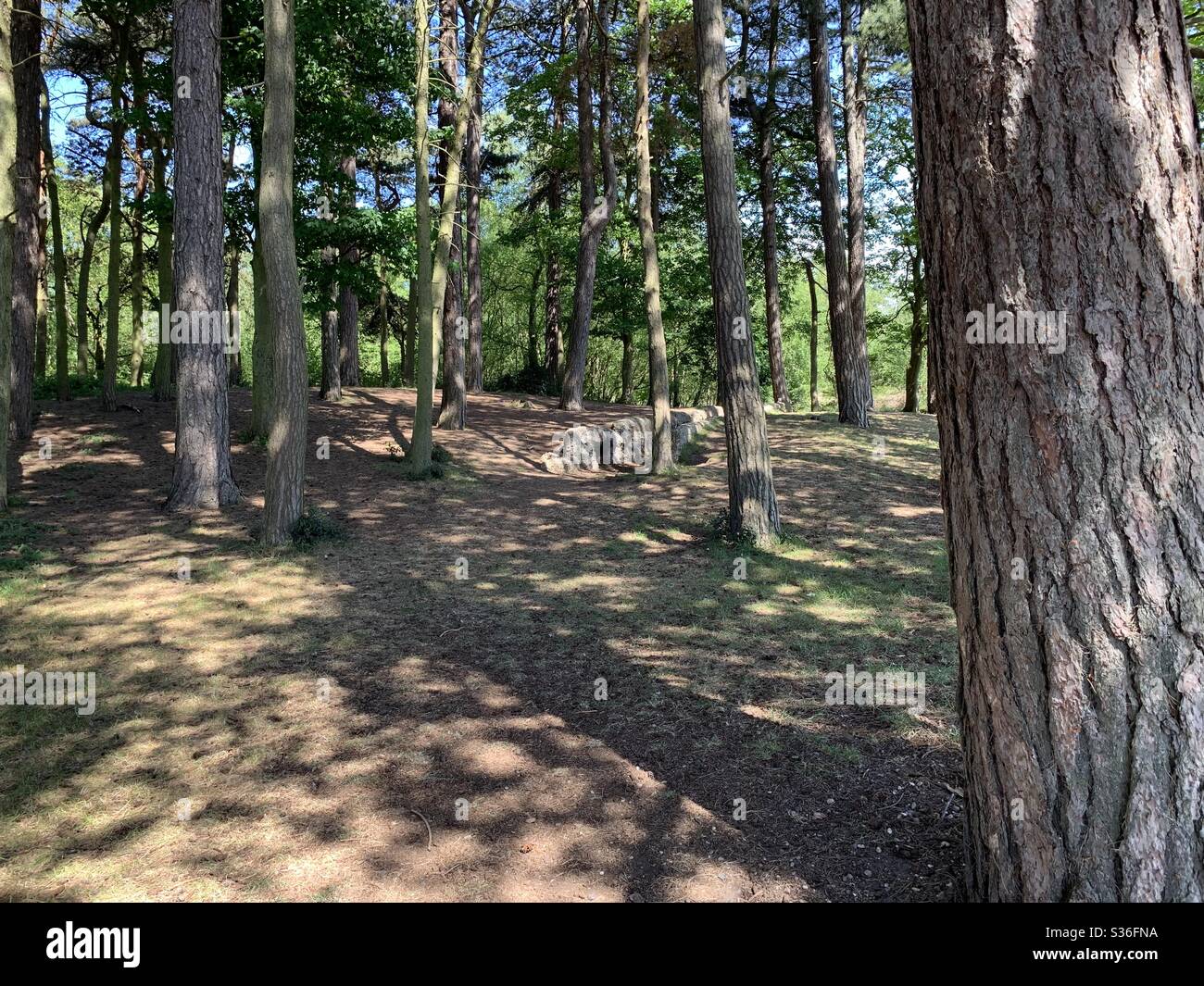 Der Graben im Wald Stockfoto