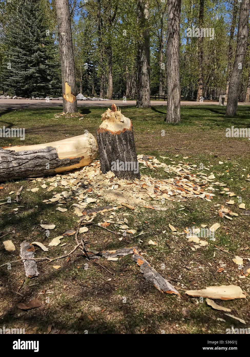 Ein gefällter Baum, umgeben von Holzspänen, nachdem er von einem lokalen Biber abgesetzt wurde. Prince’s Island Park, Calgary, Alberta, Kanada. Der Baum im Hintergrund scheint auch angeknabert worden zu sein. Stockfoto