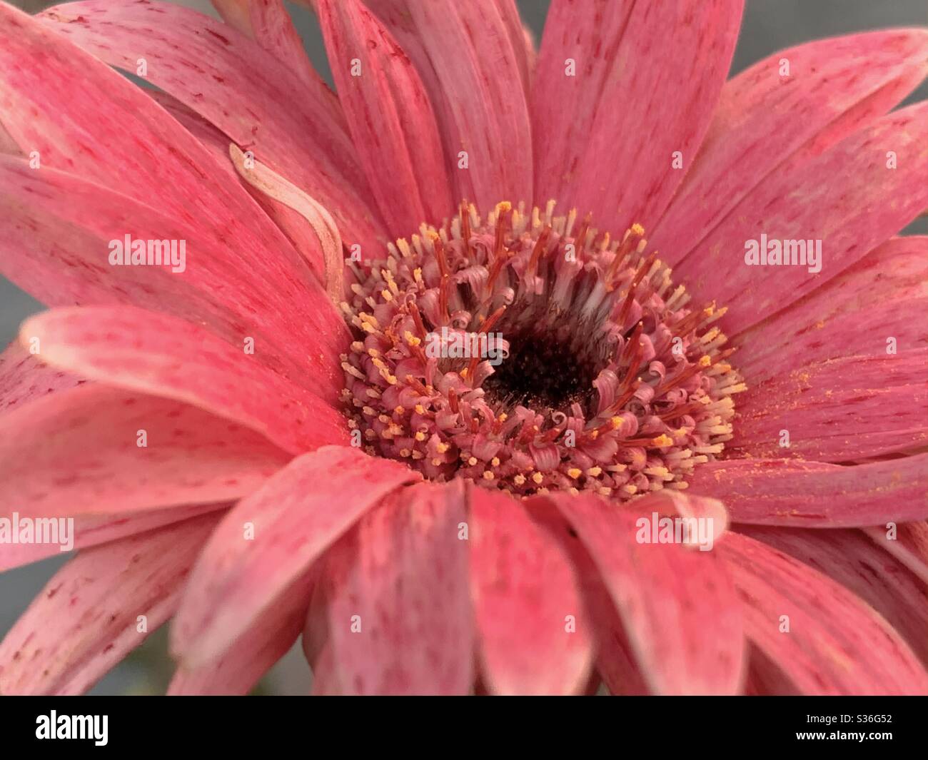 Orangefarbenes rosa Gerbera-Blütenzentrum und Staubblätter in der Nahaufnahme, Pollen stauben die Blütenblätter Stockfoto
