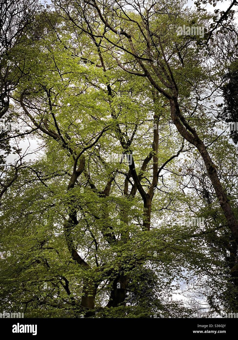 Niedrige Winkel Blick in einem ländlichen britischen Wald. Mit ominösen und abstrakten Baumstämmen, die Silhouetten mit krummen verdrehten Ästen erzeugen. Gespenstisch gespenstischer Wald Stockfoto