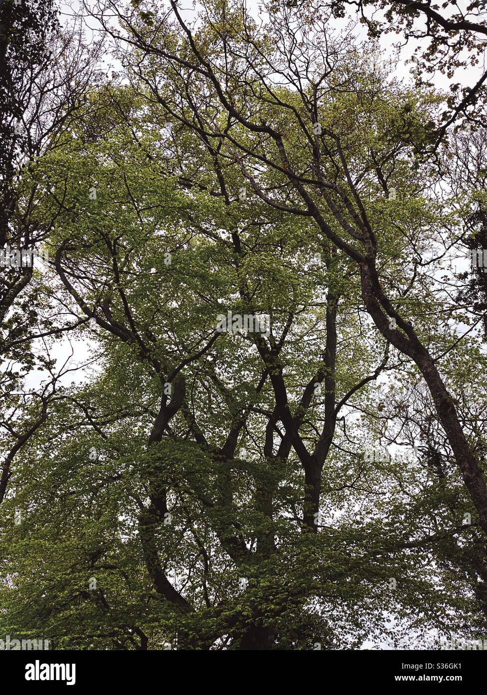 Niedrige Winkel Blick in einem ländlichen britischen Wald. Mit ominösen und abstrakten Baumstämmen, die Silhouetten mit krummen verdrehten Ästen erzeugen. Gespenstisch gespenstischer Wald Stockfoto