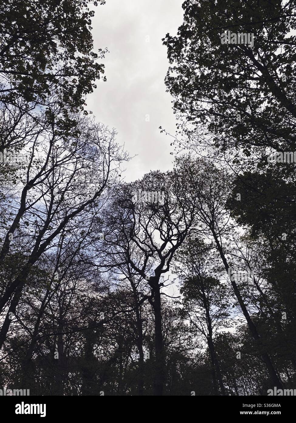Niedrige Winkel Blick in einem ländlichen britischen Wald. Mit ominösen und abstrakten Baumstämmen, die Silhouetten mit krummen verdrehten Ästen erzeugen. Gespenstisch gespenstischer Wald Stockfoto