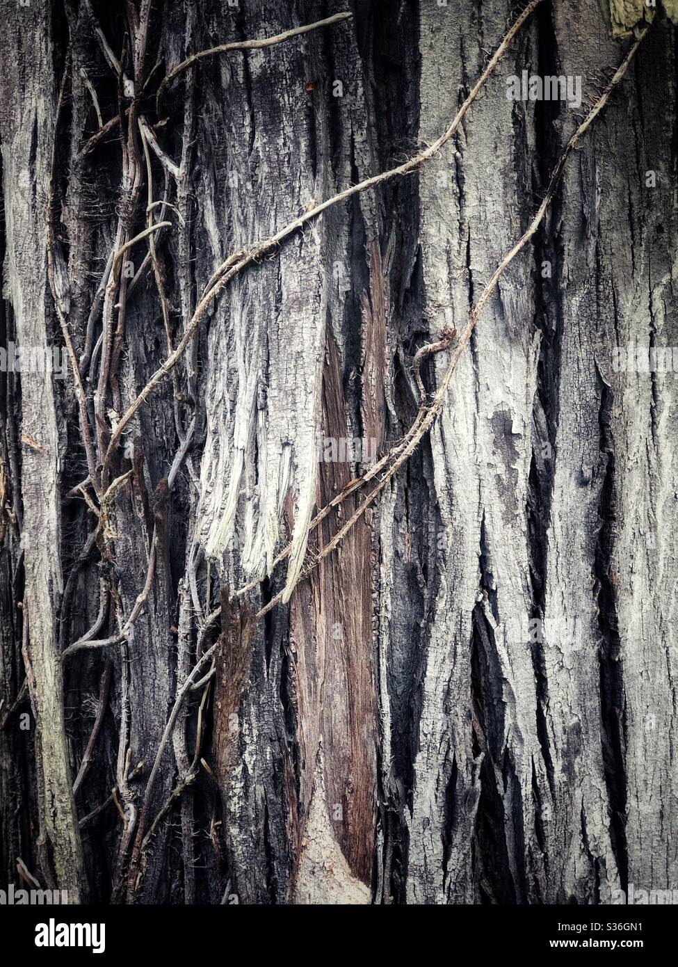 Eine Nahaufnahme von Texturen Baumrinde - Smartphone-aufgenommenes Stockfoto